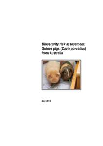 Import Risk Analysis: Domestic Guinea Pigs, Cavia poreeNus,