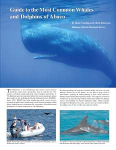 Page 153  Guide to the Most Common Whales and Dolphins of Abaco By Diane Claridge and Olivia Patterson Bahamas Marine Mammal Survey