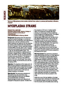 RESEARCH “Survey of Mycoplasma bovis strains derived from calves in commercial feedlots in Western Canada” MYCOPLASMA STRAINS PROJECT NO.: [removed]