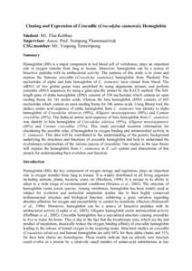 Cloning and Expression of Crocodile (Crocodylus siamensis) Hemoglobin Student: Mr. Thai Kabbua Supervisor: Assoc. Prof. Sompong Thammasirirak CSG member: Mr. Yospong Temsiripong Summary Hemoglobin (Hb) is a major compone