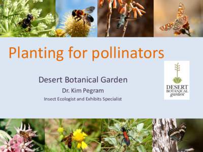 Planting for pollinators Desert Botanical Garden Dr. Kim Pegram Insect Ecologist and Exhibits Specialist  The importance of pollinators