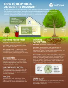 HOW TO KEEP TREES ALIVE IN THE DROUGHT In times of drought, our city’s trees need our help. When we cut down on watering our landscapes, our trees suffer. A tree may look healthy, but without regular watering it can be