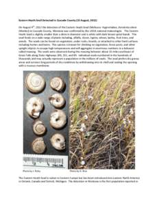 Eastern Heath Snail Detected in Cascade County (15 August, 2012) On August 9th, 2012 the detection of the Eastern Heath Snail (Mollusca: Hygromiidae, Xerolenta obvia (Menke)) in Cascade County, Montana was confirmed by t
