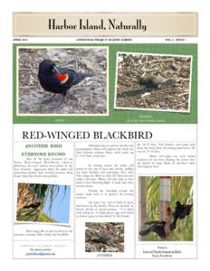 *[removed]Red-winged Blackbird