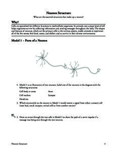 Neuron Structure What are the essential structures that make up a neuron? Why? Cells are specialized for different functions in multicellular organisms. In animals, one unique kind of cell helps organisms survive by coll