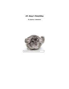 All About Chinchillas By Spencer Underwood http://todaysmama.com/fileschinchilla-pet.jpg  All About Chinchillas