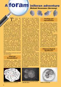 Microbiology / Antonie van Leeuwenhoek / Rhizaria / Amoeboids / Foraminifera / Quinqueloculina / Miliolida / Globigerinida / Textulariida / Fusulinida / Elphidium / Lagena