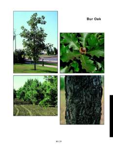 Bur Oak  slide 64b 360%  slide 64c