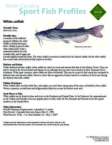 North Carolina  Sport Fish Profiles White catfish Scientific Name: