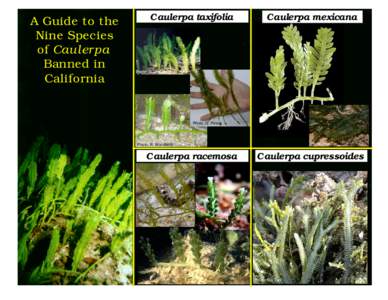 A Guide to the Nine Species of Caulerpa Banned in California