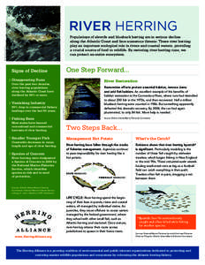 RIVER HERRING TIM AND DOUG WATTS Populations of alewife and blueback herring are in serious decline along the Atlantic Coast and face numerous threats. These river herring play an important ecological role in rivers and 