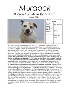 Murdock 9 Year Old Male Pit Bull mix Case# 5930 Behavior – Color Level: Yellow Strangers: