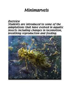 Title Minimarvels Investigative Question What are some of the adaptations that aquatic insects have developed to facilitate life in aquatic environments?