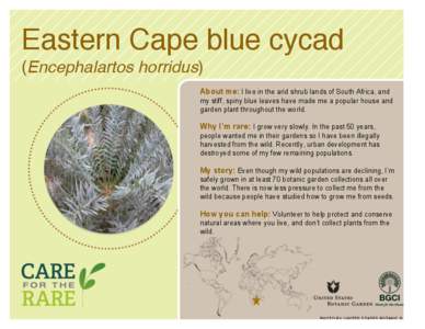 Eastern Cape blue cycad (Encephalartos horridus) About me: I live in the arid shrub lands of South Africa, and my stiff, spiny blue leaves have made me a popular house and garden plant throughout the world.