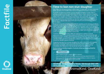 Factfile  Time to ban non-stun slaughter Every year in the UK approximately 3 million cattle, 13 million pigs, 19 million sheep and lambs, 70 million fish and 800 million birds are slaughtered for human consumption. At p