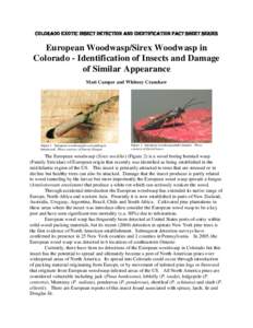 Eurpean Woodwasp/Sirex Woodwasp in Colorado - Identification of Insects and Damage of Similar Appearance