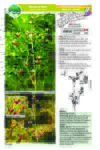 NS General Status Rank: Sensitive GRASS-LIKE : GRAMINOIDS New Jersey Rush Juncus caesariensis