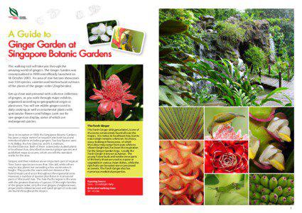 Alpinia / Costus / Singapore Botanic Gardens / Hedychium / Costaceae / Galangal / Heliconia / Ginger / Etlingera elatior / Commelinids / Plant taxonomy / Zingiberaceae