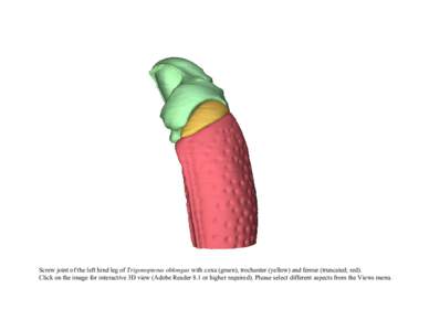 Screw joint of the left hind leg of Trigonopterus oblongus with coxa (green), trochanter (yellow) and femur (truncated; red). Click on the image for interactive 3D view (Adobe Reader 8.1 or higher required). Please selec