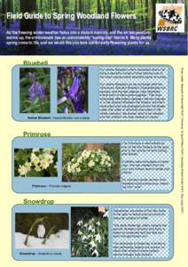 Botany / Asparagales / Flowers / Plant taxonomy / Invasive plant species / Medicinal plants / Amaryllidoideae / Celandine / Hyacinthoides non-scripta / Ficaria verna / Allium ursinum / Hyacinthoides hispanica