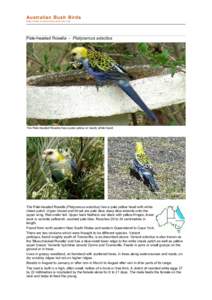 file:///C:/bushbirds-5.0/infp/platycercus_adscitus.html