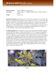 Sapium sebiferum (L.) Roxb. Euphorbiaceae/Spurge Family Common Names: Synonymy: Origin:
