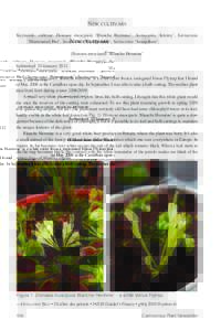 Carnivorous Plant Newsletter v41 n3 September 2012