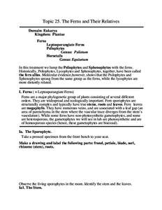 Topic 25. The Ferns and Their Relatives Domain: Eukarya Kingdom: Plantae Ferns Leptosporangiate Ferns Psilophytes