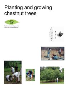 Planting and growing chestnut trees The Pennsylvania Chapter of the American Chestnut Foundation  Planting and growing chestnut trees is a rewarding