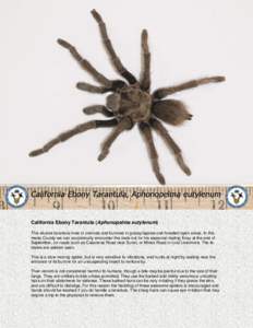 california ebony tarantula info handout
