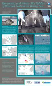 Movements and Winter Site Fidelity of Bearded Seals in the Bering Sea Peter Boveng , Josh London , Michael Cameron , John Goodwin2, Shawn Johnson3, and Alex Whiting2 1
