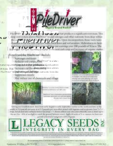 PileDriver™ is a late-maturing cover crop radish that produces a significant root mass. This deep root system allows PileDriver™ to pull nitrogen and other nutrients from deep within the soil and bring them back towa