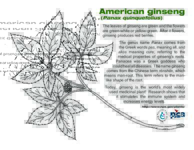 American ginseng (Panax quinquefolius) The leaves of ginseng are green and the flowers are green-white or yellow-green. After it flowers, ginseng produces red berries.