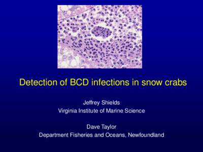 Detection of BCD infections in snow crabs Jeffrey Shields Virginia Institute of Marine Science Dave Taylor Department Fisheries and Oceans, Newfoundland