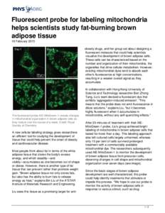 Fluorescent probe for labeling mitochondria helps scientists study fat-burning brown adipose tissue