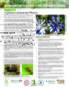 ENVIRONMENTAL EDUCATION IN THE COMMUNITY GARDEN LESSON 5 THE BENEFITS OF BENEFICIAL INSECTS What do beneficial insects do in the edible garden? How can gardeners create a habitat for the different life stages of benefici
