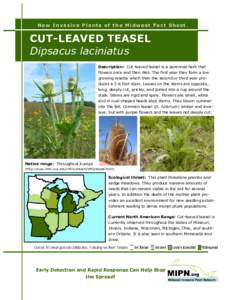 New Invasive Plants of the Midwest Fact Sheet  CUT-LEAVED TEASEL Dipsacus laciniatus Description: Cut-leaved teasel is a perennial herb that flowers once and then dies. The first year they form a low