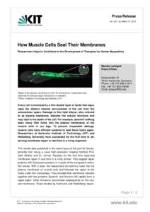Press Release No. 037 | lg | March 15, 2012 How Muscle Cells Seal Their Membranes Researchers Hope to Contribute to the Development of Therapies for Human Myopathies