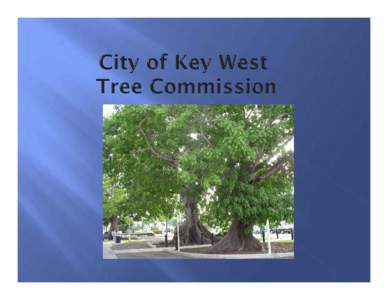 The Tree Commission was established by State legislature inMembers of the Commission are appointed by the City Manager.