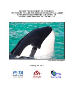 BEFORE THE SECRETARY OF COMMERCE PETITION TO INCLUDE THE ORCINUS ORCA KNOWN AS LOLITA IN THE ENDANGERED SPECIES ACT LISTING OF THE SOUTHERN RESIDENT KILLER WHALES  © Orca Network / Peter Pijpelink