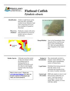 Flathead Catfish Pylodictis olivaris Identification Yellow to light brown on the back and sides, and highly