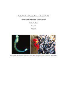Pacific Northwest Aquatic Invasive Species Profile Great Naval Shipworm Teredo navalis Michael L. Elam