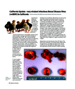 California Update - very virulent Infectious Bursal Disease Virus (vvIBDV) in California by Maurice Pitesky, DVM, MPVM and Annette Whiteford, DVM, State Veterinarian I  nfectious