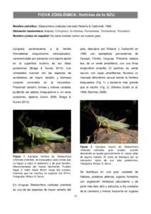 Nombre científico: Staleochlora viridicata orientalis Roberts & Carbonell, 1992. Ubicación taxonómica: Insecta, Orthoptera, Acridoidea, Romaleidae, Romaleinae, Romaleini. Nombre común en español: No tiene nombre com