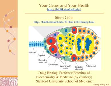 Your Genes and Your Health http://bio84.stanford.edu/ Stem Cells http://bio84.stanford.edu/07 Stem Cell Therapy.html
