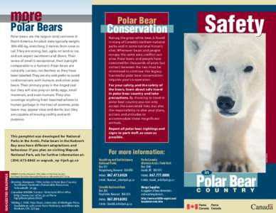 more about Polar Bears Polar bears are the largest land carnivore in North America. An adult male typically weighs
