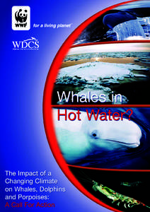Whales in Hot Water? The Impact of a Changing Climate on Whales, Dolphins