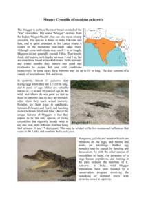 Mugger Crocodile (Crocodylus palustris) The Mugger is perhaps the most broad-snouted of the 