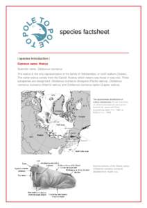 Biology / Tusk / Bering Sea / Hauling-out / SeaWorld / Imagotaria / Gomphotaria / Pinnipeds / Zoology / Walrus