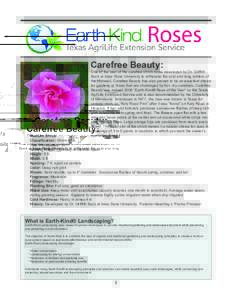 Carefree Beauty:  One of the best of the carefree shrub roses developed by Dr. Griffith Buck at Iowa State University to withstand the cold and long winters of the Midwest, Carefree Beauty has also proven to be an excell